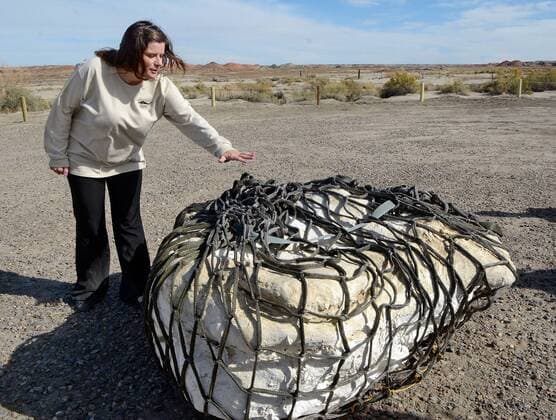 Oct. 29, 2015 - Albuquerque, NM, U.S. - New Mexico Museum of Natural History & Science Paleontologist Amanda Cantrell reaches out to touch the remans of the first baby Pentaceratops from the Bisti Wilderness Area in the Four Corners region of New Mexico that she found in 2010. Thursday, Oct. 29, 2015. Albuquerque U.S. - ZUMAab1_