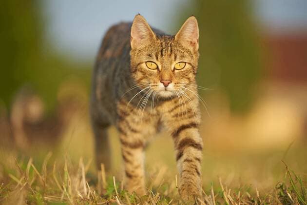 Hauskatze, Haus-Katze (Felis silvestris f. catus), laeuft auf einer Wiese, Vorderansicht, Deutschland domestic cat, house cat (Felis silvestris f. catus), walking in a meadow, front view, Germany BLWS408452