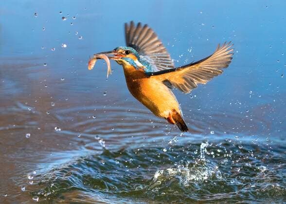 Jan. 5, 2015 - PALOVEC, CROATIA: A TWO YEAR quest to capture the perfect kingfisher picture has finally been completed by one obsessed traffic technician. Pictures show incredible shots of the super-swift kingfisher diving at up to 25-miles-per-hour into the crystal clear water and catching its meal of fish. Focussed completely on its prey, the kingfisherÃ¢â‚¬â„¢s steely focus and lighting quick movement has been sensationally captured in this series of pictures. Part-time photographer and traffic technician Petar Sabol (33) was so captivated by the beautiful little bird he spotted close to his home in Palovec, Croatia, that he was determined to capture its essence in a flawless picture - no matter how long it took him.  - ZUMAm14 Eisvogel