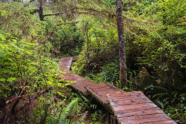 Bohlenweg, Rainforest Trail, Pacific Rim Nationalpark, Vancouver Island, Britisch Columbia, Kanada, Nordamerika Copyright: imageBROKER/SonjaxJordan ibxjor04247474.jpg