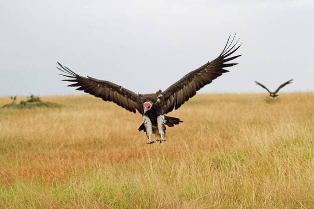 Kappengeier, Kappen-Geier (Necrosyrtes monachus), zwei Kappengeier landen in der Savanne, Kenia, Masai Mara Nationalpark hooded vulture (Necrosyrtes monachus), two hooded vultures landing in savannah, Kenya, Masai Mara National Park BLWS408715