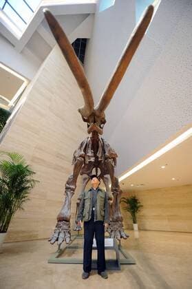 (151109) -- CHONGQING, Nov. 9, 2015 -- A visitor stands besides a fossil in the new venue of Chongqing Museum of Natural History in southwest China s Chongqing Municipality, Nov. 9, 2015. With an investment of nearly 400 million yuan (around 63 million US dollars), the new venue of Chongqing Museum of Natural History opened to the public on Monday. The universal museum contains more than 110,000 exhibits, covering the fields of astronomy, geography and biology. ) (zhs) CHINA-CHONGQING-MUSEUM-NATURE (CN) TangxYi 