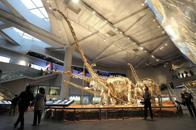 (151109) -- CHONGQING, Nov. 9, 2015 -- Visitors visit dinosaur fossils at the new venue of Chongqing Museum of Natural History in southwest China s Chongqing Municipality, Nov. 9, 2015. With an investment of nearly 400 million yuan (around 63 million US dollars), the new venue of Chongqing Museum of Natural History opened to the public on Monday. The universal museum contains more than 110,000 exhibits, covering the fields of astronomy, geography and biology. ) (zhs) CHINA-CHONGQING-MUSEUM-NATURE (CN) TangxYi 