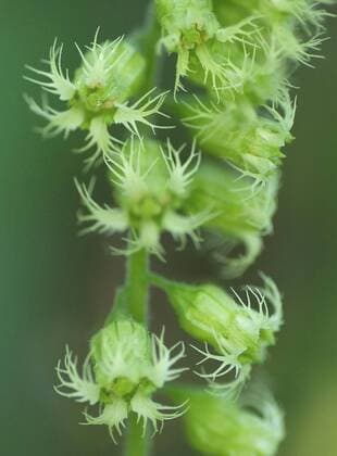 Falsche Alraunenwurzel (Tellima grandiflora), Blueten, Deutschland, Bayern, Oberbayern fragrant fringecup, fringe-cups (Tellima grandiflora), flowers, Germany, Bavaria, Oberbayern, Upper Bavaria BLWS408627
