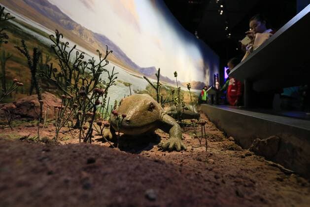 CHONGQING -- People visit the new Chongqing Museum of Natural History in Chongqing, southwest China, Nov. 15, 2015. The new Chongqing Museum of Natural History, the second largest natural museum in China, reopened on Nov. 9, 2015. ) (zwx) CHINA-CHONGQING-MUSEUM OF NATURAL HISTORY-REOPENING(CN) QinxTingfu 