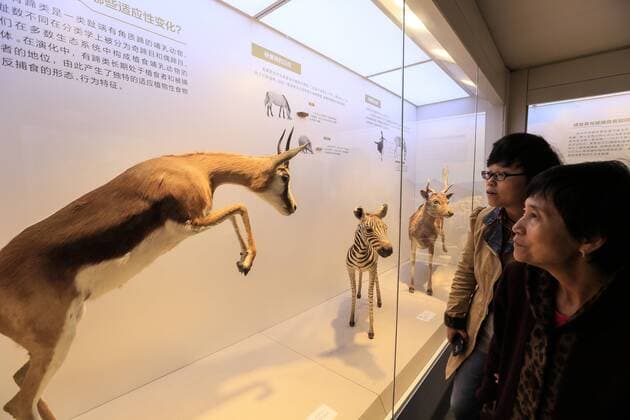 CHONGQING -- People visit the new Chongqing Museum of Natural History in Chongqing, southwest China, Nov. 15, 2015. The new Chongqing Museum of Natural History, the second largest natural museum in China, reopened on Nov. 9, 2015. ) (zwx) CHINA-CHONGQING-MUSEUM OF NATURAL HISTORY-REOPENING(CN) QinxTingfu 