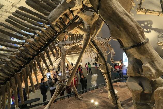 CHONGQING -- People visit the new Chongqing Museum of Natural History in Chongqing, southwest China, Nov. 15, 2015. The new Chongqing Museum of Natural History, the second largest natural museum in China, reopened on Nov. 9, 2015. ) (zwx) CHINA-CHONGQING-MUSEUM OF NATURAL HISTORY-REOPENING(CN) QinxTingfu 