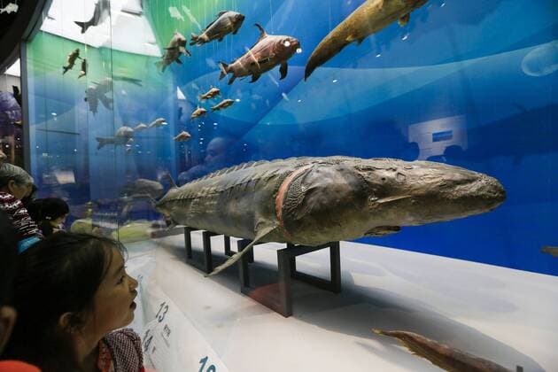CHONGQING -- People visit the new Chongqing Museum of Natural History in Chongqing, southwest China, Nov. 15, 2015. The new Chongqing Museum of Natural History, the second largest natural museum in China, reopened on Nov. 9, 2015. ) (zwx) CHINA-CHONGQING-MUSEUM OF NATURAL HISTORY-REOPENING(CN) QinxTingfu 