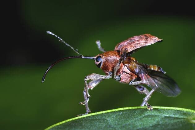 Adern-Eichelbohrer, Aderneichelbohrer (Curculio venosus), auffliegend, Deutschland acorn weevil (Curculio venosus), taking off, Germany BLWS409974