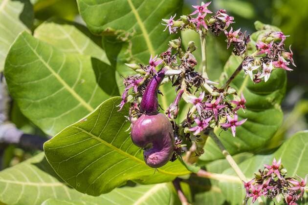 Indonesia, Bali, Anacardium occidentale, Cashew fruit growing on tree  WEF000400