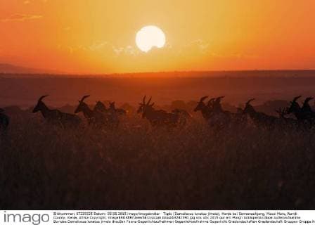 Topis (Damaliscus lunatus jimela), Herde bei Sonnenaufgang, Masai Mara, Narok County, Kenia, Afrika Copyright: imageBROKER/UwexSkrzypczak iblusk04242590.jpg