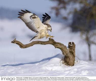 Mäusebussard (Buteo buteo), weiße Morphe landet auf seiner Sitzwarte in verschneiter Landschaft, Biosphärengebiet Schwäbische Alb, Baden-Württemberg, Deutschland, Europa Copyright: imageBROKER/BerndxZoller ibxbzo04087597.jpg