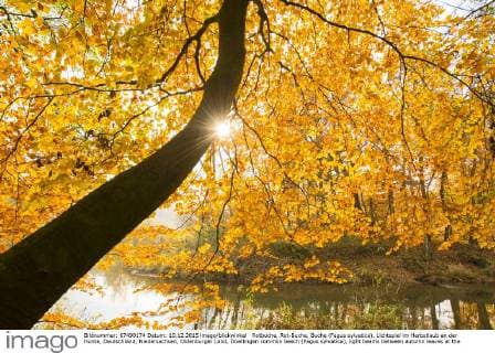Rotbuche, Rot-Buche, Buche (Fagus sylvatica), Lichtspiel im Herbstlaub an der Hunte, Deutschland, Niedersachsen, Oldenburger Land, Doetlingen common beech (Fagus sylvatica), light beams between autumn leaves at the Hunte, Germany, Lower Saxony, Oldenburger Land, Doetlingen BLWS412260 Copyright: xblickwinkel McPHOTO W.xRolfesx