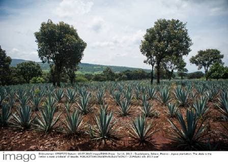 Jul 16, 2013 - Guadalajara, Jalisco, Mexico - Agave plantation. The state is the nation s main producer of tequila. - ZUMAp62