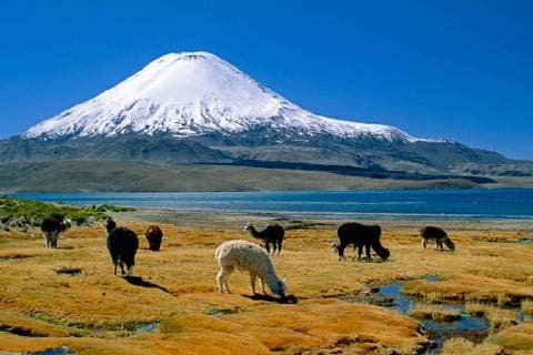 Alpaka (Lama pacos, Vicugna pacos), Alpakas grasen unterhalb des Parinacota (6342 m) am Ufer des Lago Chungara, Chile, Lauca Nationalpark alpaca (Lama pacos, Vicugna pacos), Alpacas graze below Parinacota (20,800 ft) on the shores of Lago Chungara, Chile, Lauca National Park BLWS412793 Copyright: xblickwinkel McPHOTO C.xLovellx