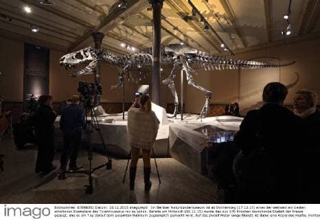 Im Berliner Naturkundemuseum ist ab Donnerstag (17.12.15) eines der weltweit am besten erhaltenen Exemplare des Tyrannosaurus rex zu sehen. Bereits am Mittwoch (16.12.15) wurde das aus 170 Knochen bestehende Skelett der Presse gezeigt, ehe es am Tag darauf dem gesamten Publikum zugaenglich gemacht wird. Auf das zwoelf Meter lange Skelett ist dabei eine Kopie des Kopfes montiert, da der originale, nahezu vollstaendig erhaltene Schaedel zu schwer waere. Er wird in einer extra Vitrine gezeigt. Das neue Ausstellungshighlight wurde auf den Namen Tristan getauft. Das Skelett wurde 2012 im US-Bundesstaat Montana gefunden und gilt unter internationalen Experten als einmaliger Fund. Das Berliner Museum verdankt den Neuzugang dem daenisch-staemmigen Maezen Niel Nielsen. Von Tyrannosaurus Rex gibt es weltweit nur rund 50 Exemplare, viele davon aber bedeutend schlechter erhalten als das Berliner E Copyright: epd-bild JuergenxBlume EDITORIAL USE ONLY