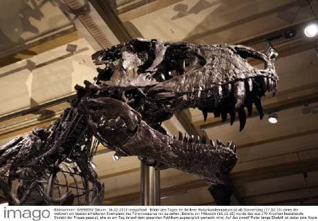 Bilder des Tages Im Berliner Naturkundemuseum ist ab Donnerstag (17.12.15) eines der weltweit am besten erhaltenen Exemplare des Tyrannosaurus rex zu sehen. Bereits am Mittwoch (16.12.15) wurde das aus 170 Knochen bestehende Skelett der Presse gezeigt, ehe es am Tag darauf dem gesamten Publikum zugaenglich gemacht wird. Auf das zwoelf Meter lange Skelett ist dabei eine Kopie des Kopfes montiert, da der originale, nahezu vollstaendig erhaltene Schaedel zu schwer waere. Er wird in einer extra Vitrine gezeigt. Das neue Ausstellungshighlight wurde auf den Namen Tristan getauft. Das Skelett wurde 2012 im US-Bundesstaat Montana gefunden und gilt unter internationalen Experten als einmaliger Fund. Das Berliner Museum verdankt den Neuzugang dem daenisch-staemmigen Maezen Niel Nielsen. Von Tyrannosaurus Rex gibt es weltweit nur rund 50 Exemplare, viele davon aber bedeutend schlechter erhalten als das Berliner E Copyright: epd-bild JuergenxBlume EDITORIAL USE ONLY