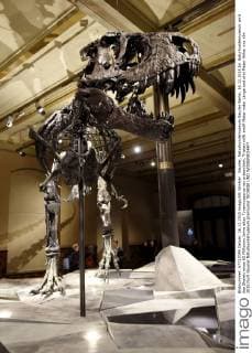 Saurier, Naturkundemuseum Saurier Berlin, 16.12.2015 Im Naturkundemuseum wird das Skelett eines 65 Millionen Jahre alten Tyrannosaurus rex präsentiert. Tristan mißt zwölf Meter inder Länge und drei Meter Höhe.