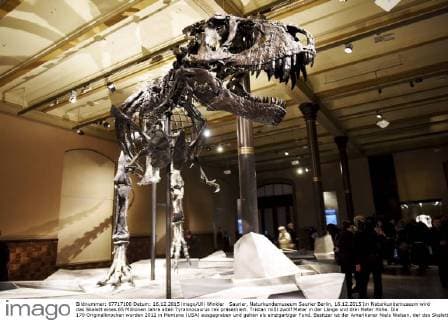 Saurier, Naturkundemuseum Saurier Berlin, 16.12.2015 Im Naturkundemuseum wird das Skelett eines 65 Millionen Jahre alten Tyrannosaurus rex präsentiert. Tristan mißt zwölf Meter in der Länge und drei Meter Höhe. Die 170 Originalknochen wurden 2012 in Montana (USA) ausgegraben und gelten als einzigartiger Fund. Besitzer ist der Amerikaner Niels Nielsen, der das Skelett dem Leibnitz-Institut für Biologie zu Forschungszwecken für drei Jahre zur Verfügung stellte.