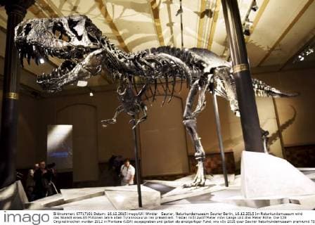 Saurier, Naturkundemuseum Saurier Berlin, 16.12.2015 Im Naturkundemuseum wird das Skelett eines 65 Millionen Jahre alten Tyrannosaurus rex präsentiert. Tristan mißt zwölf Meter inder Länge und drei Meter Höhe. Die 170 Originalknochen wurden 2012 in Montana (USA) ausgegraben und gelten als einzigartiger Fund.