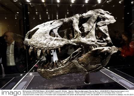 Saurier, Naturkundemuseum Saurier Berlin, 16.12.2015 Im Naturkundemuseum wird das Skelett eines 65 Millionen Jahre alten Tyrannosaurus rex präsentiert. Tristan mißt zwölf Meter inder Länge und drei Meter Höhe. Die 170 Originalknochen wurden 2012 in Montana (USA) ausgegraben und gelten als einzigartiger Fund. Der Schädel wird in einer Extravitrine gezeigt.