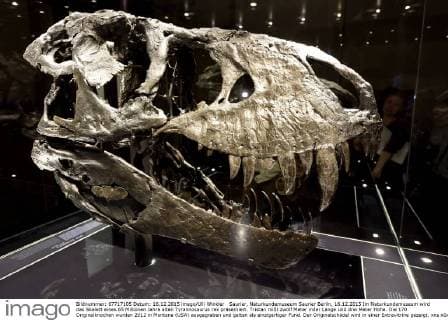 Saurier, Naturkundemuseum Saurier Berlin, 16.12.2015 Im Naturkundemuseum wird das Skelett eines 65 Millionen Jahre alten Tyrannosaurus rex präsentiert. Tristan mißt zwölf Meter inder Länge und drei Meter Höhe. Die 170 Originalknochen wurden 2012 in Montana (USA) ausgegraben und gelten als einzigartiger Fund. Der Originalschädel wird in einer Extravitrine gezeigt.