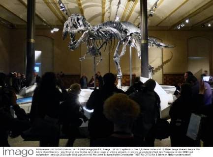 151217 wpBerlin : Das 3,5 Meter hohe und 12 Meter lange Skelett des 66 Mio. Jahre alten Sauriers das Original des Kopfes ist in einer eigenen Vitrine präsent; in einem gesonderten Saal des Museums ist der DINO gut aufgehoben