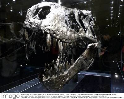 151217 wpBerlin : Das 3,5 Meter hohe und 12 Meter lange Skelett des 66 Mio. Jahre alten Sauriers das Original des Kopfes ist in einer eigenen Vitrine präsent; am Skelett wurde wegen des großen Gewichts des Originals eine Nachbildung aus dem 3D-Drucker angebracht