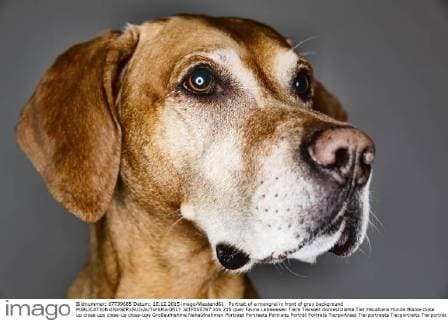 Portrait of a mongrel in front of grey background  JATF000767