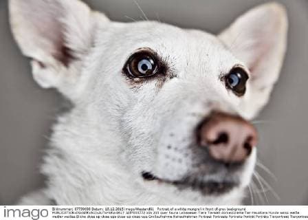 Portrait of a white mongrel in front of grey background  JATF000772