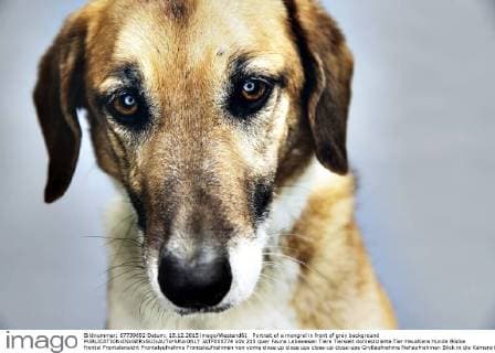 Portrait of a mongrel in front of grey background  JATF000774