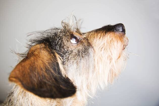Portrait of wire-haired dachshund  JATF000777