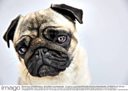 Portrait of a pug  JATF000778
