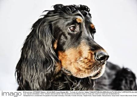 Portrait of a Gordon Setter  JATF000779