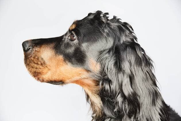 Profile of a Gordon Setter  JATF000780