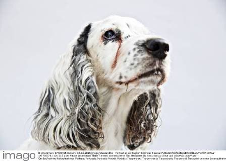 Portrait of an English Springer Spaniel  JATF000781