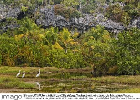 Three Great Egrets in wetland habitat on the Caribbean island of Cayman Brac, Cayman Islands, British West Indies.  acp89390 Photography