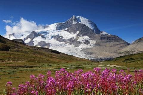 Wildflowers with Mount Robson in the background, British Columbia, Canada  acp92550 Photography