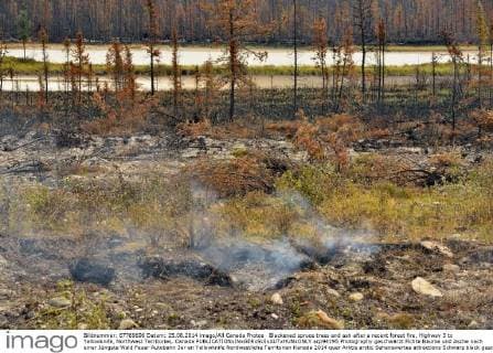 Blackened spruce trees and ash after a recent forest fire, Highway 3 to Yellowknife, Northwest Territories, Canada  acp94195 Photography