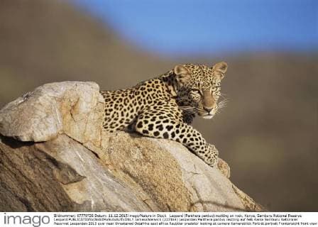 Leopard (Panthera pardus) restting on rock, Kenya, Samburu National Reserve Leopard  JamesxWarwick (227164)