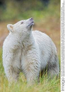 Spirit bear (Ursus americanus kermodei), Great Bear Rainforest, British Columbia central coast, Canada  acp87434 WaynexLynch