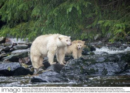 Mother Spirit bear (Ursus americanus kermodei) and yearling cub fishing at a salmon stream, Great Bear Rainforest, British Columbia central coast, Canada  acp87441 WaynexLynch