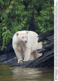 Spirit bear (Ursus americanus kermodei), Great Bear Rainforest, British Columbia central coast, Canada  acp87443 WaynexLynch