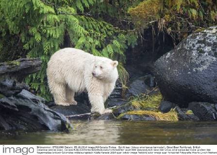 Spirit bear (Ursus americanus kermodei), Great Bear Rainforest, British Columbia central coast, Canada  acp87444 WaynexLynch