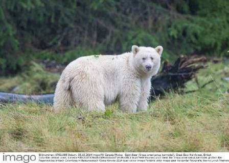 Spirit bear (Ursus americanus kermodei), Great Bear Rainforest, British Columbia central coast, Canada  acp87448 WaynexLynch