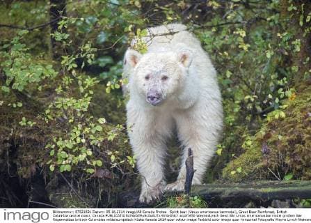 Spirit bear (Ursus americanus kermodei), Great Bear Rainforest, British Columbia central coast, Canada  acp87450 WaynexLynch