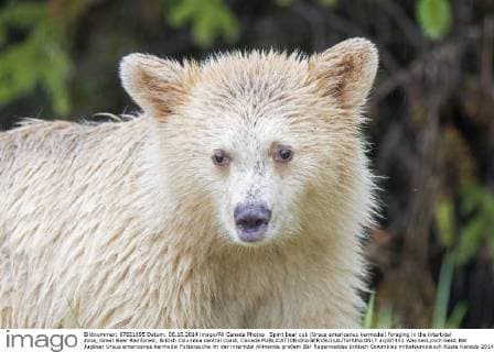 Spirit bear cub (Ursus americanus kermodei) foraging in the intertidal zone, Great Bear Rainforest, British Columbia central coast, Canada  acp87451 WaynexLynch