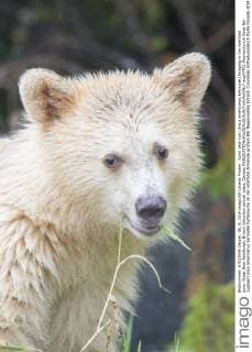 Spirit bear cub (Ursus americanus kermodei) foraging in the intertidal zone, Great Bear Rainforest, British Columbia central coast, Canada  acp87452 WaynexLynch