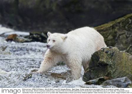 Spirit bear (Ursus americanus kermodei) fishing at a salmon stream, Great Bear Rainforest, British Columbia central coast, Canada  acp87469 WaynexLynch