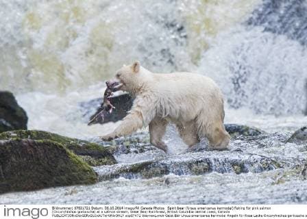 Spirit bear (Ursus americanus kermodei) fishing for pink salmon (Oncoryhnchus gorbuscha) at a salmon stream, Great Bear Rainforest, British Columbia central coast, Canada  acp87471 WaynexLynch